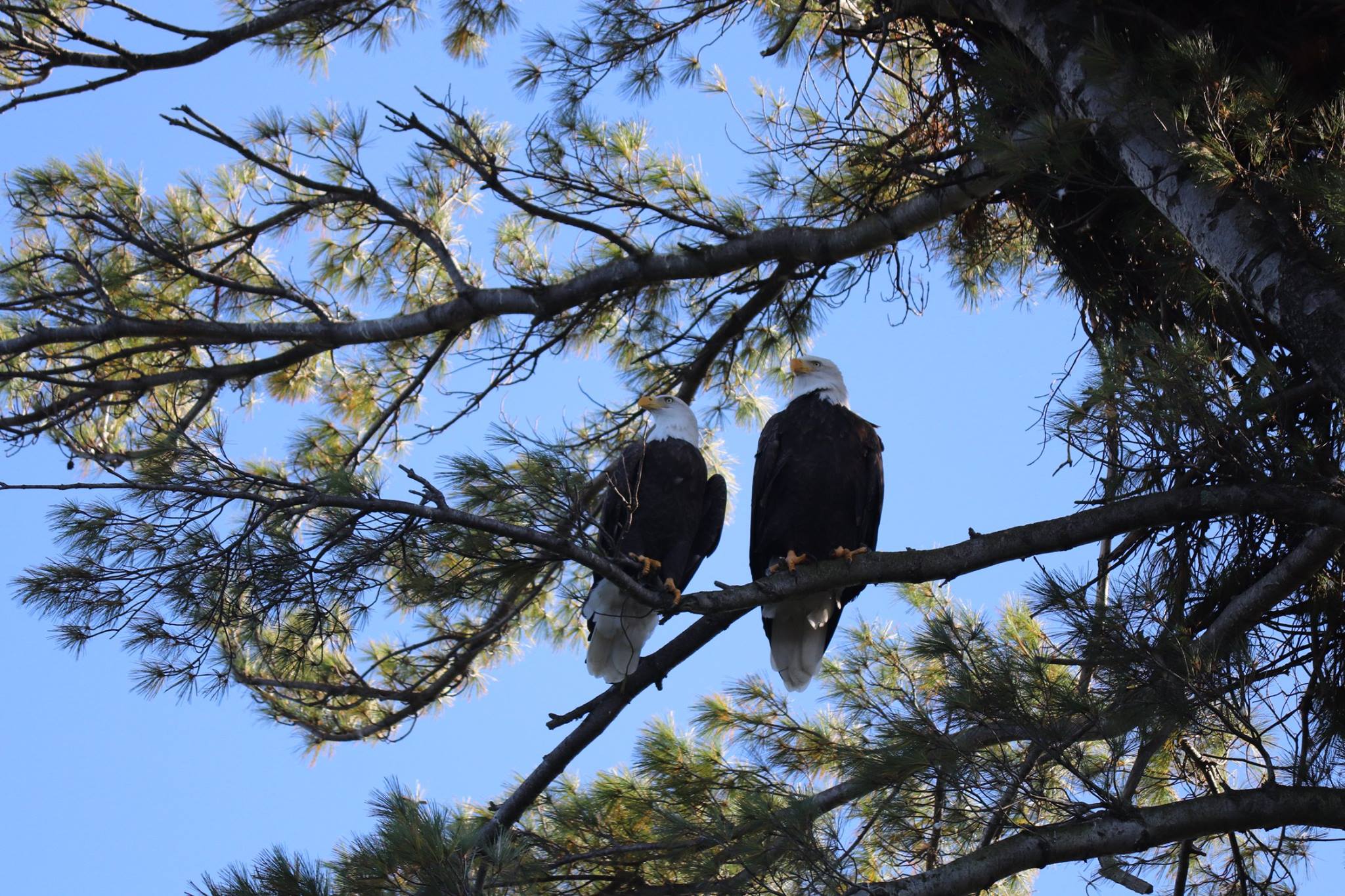 Bald Eagles at Webster Lake